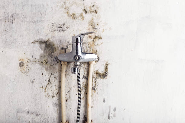 Best Best Mold Removal Companies  in Arrowhead Beach, NC