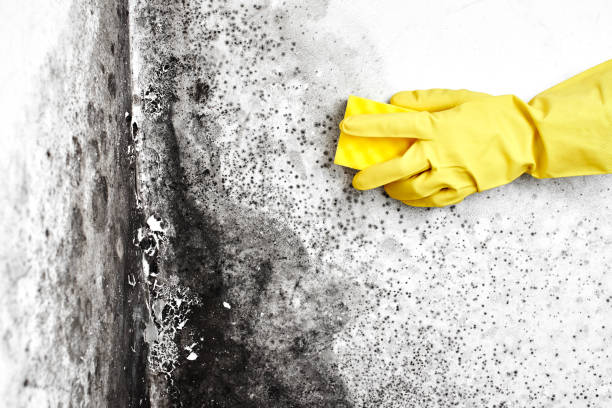 Best Mold Damage Repair  in Arrowhead Beach, NC