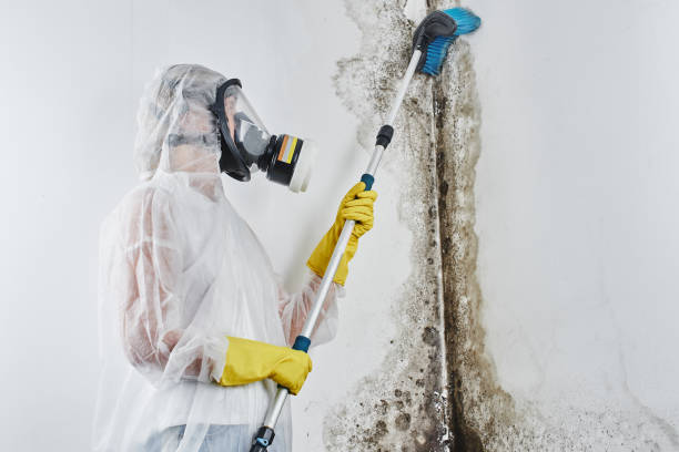 Attic Mold Removal in Arrowhead Beach, NC
