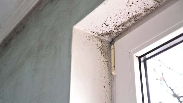 Professional Mold Removal in Arrowhead Beach, NC