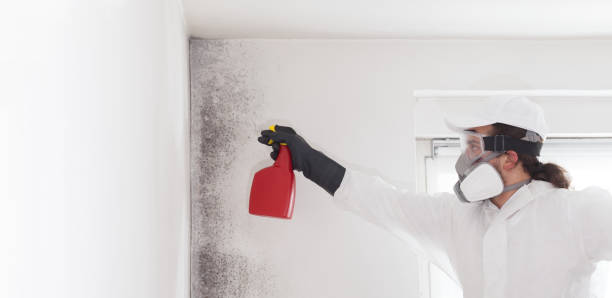 Best Toxic Mold Removal  in Arrowhead Beach, NC