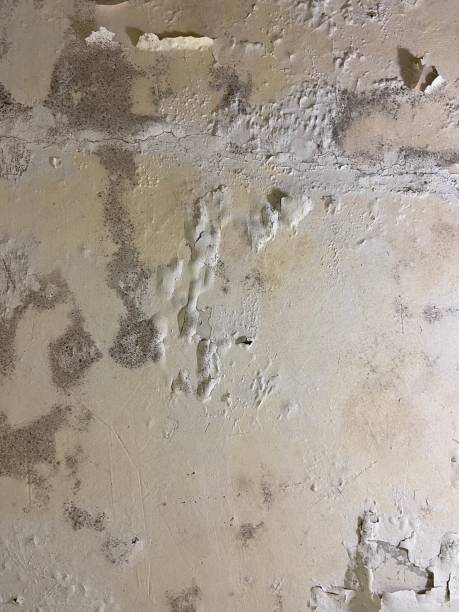 Best Residential Mold Removal  in Arrowhead Beach, NC
