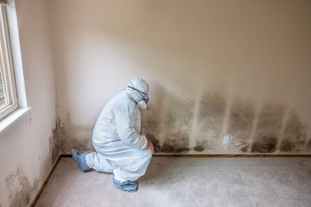 Best Commercial Mold Removal  in Arrowhead Beach, NC