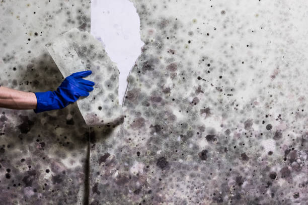 Best Toxic Mold Removal  in Arrowhead Beach, NC